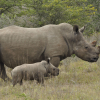 Rhino1