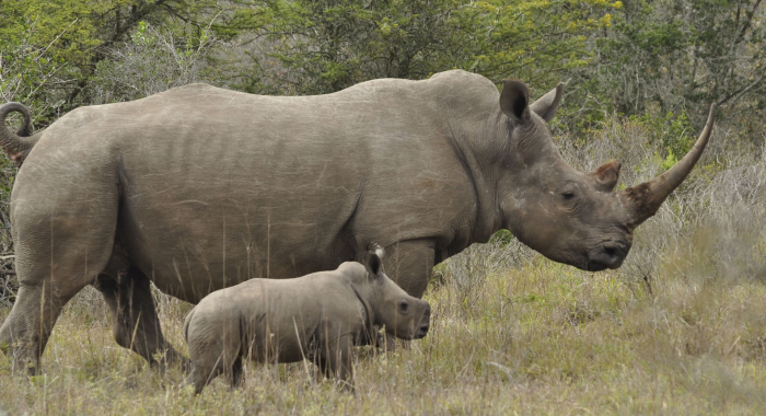 Rhino1