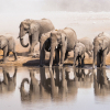 elephants