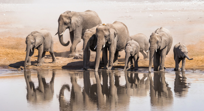 elephants