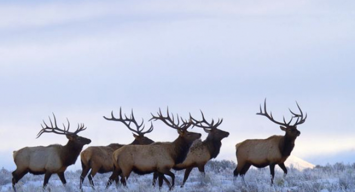 elk