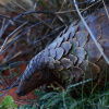 pangolin