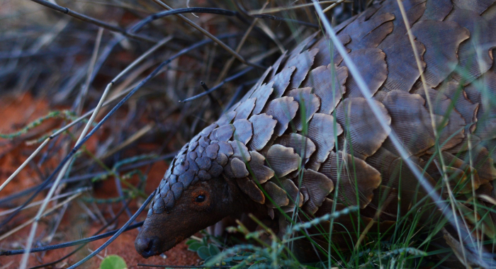 pangolin
