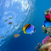 resized shutterstock_74697637