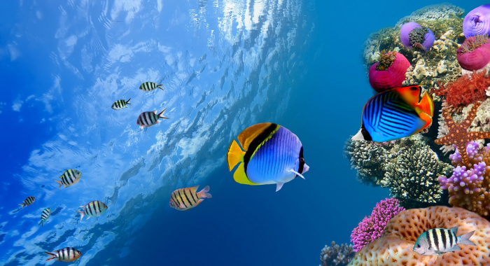 resized shutterstock_74697637