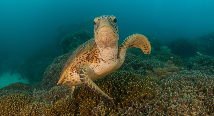 turtle